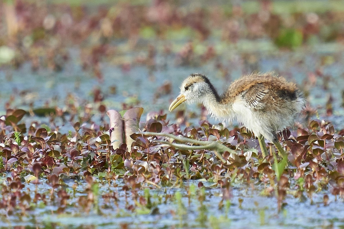 Bronze-winged Jacana - ML374024521