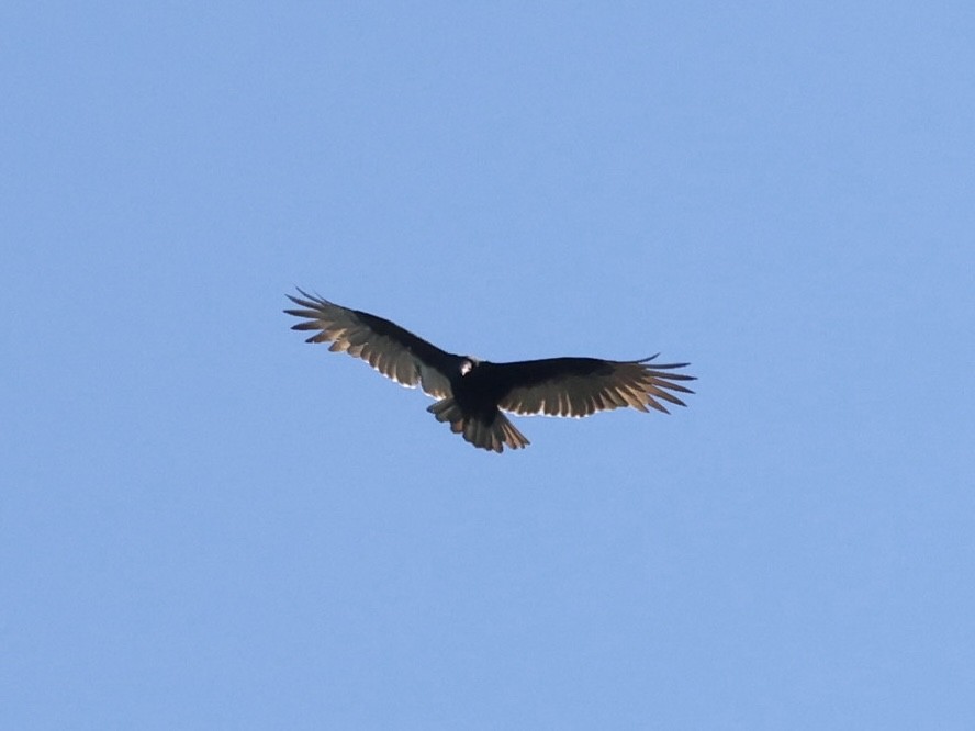 Turkey Vulture - ML374025241