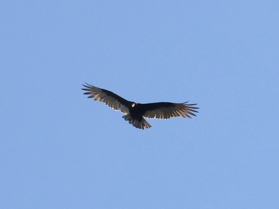 Turkey Vulture - ML374025241