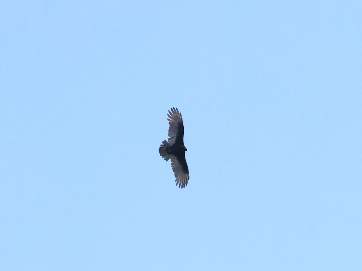 Turkey Vulture - ML374025251