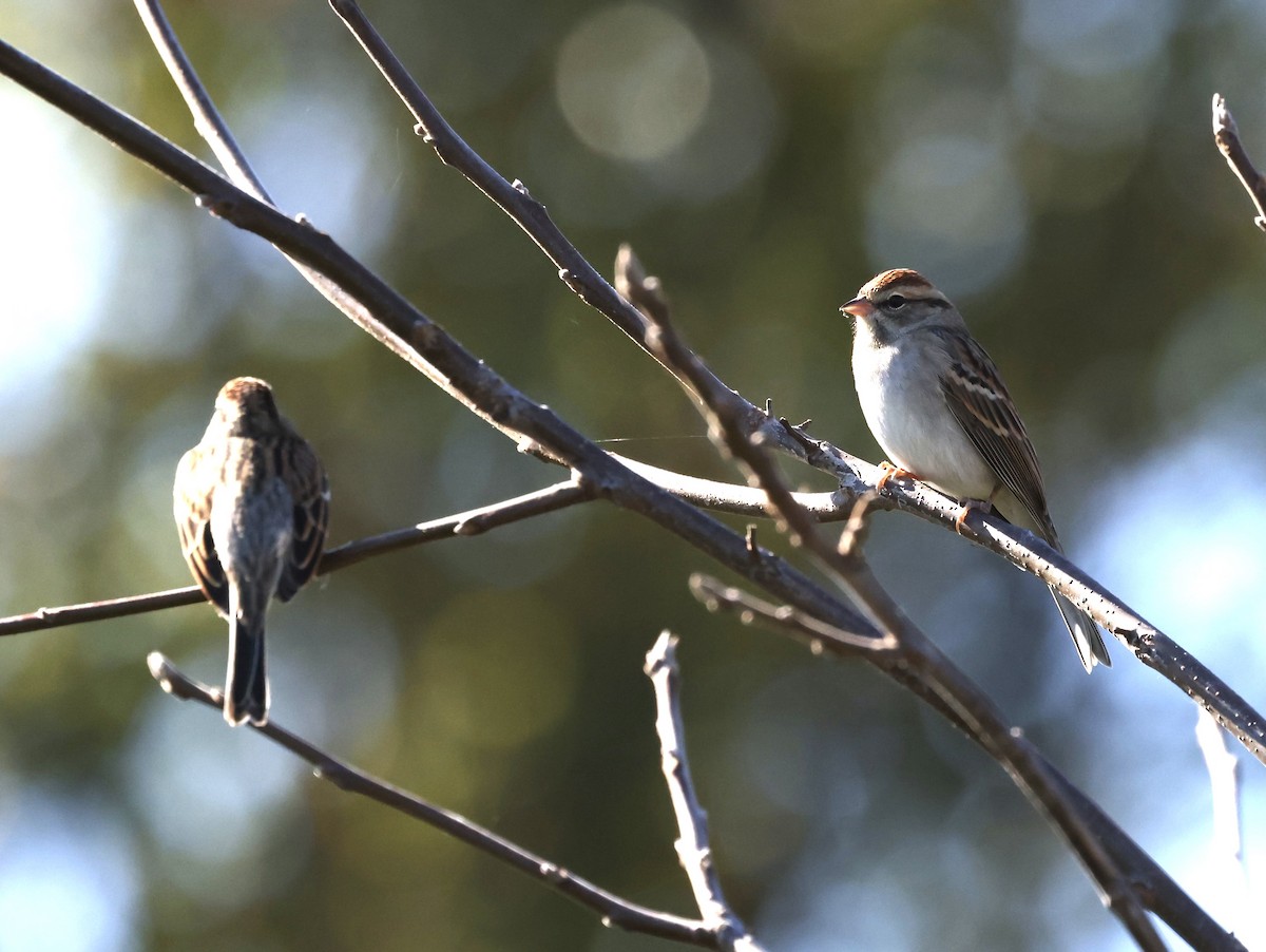 Chipping Sparrow - ML374025271