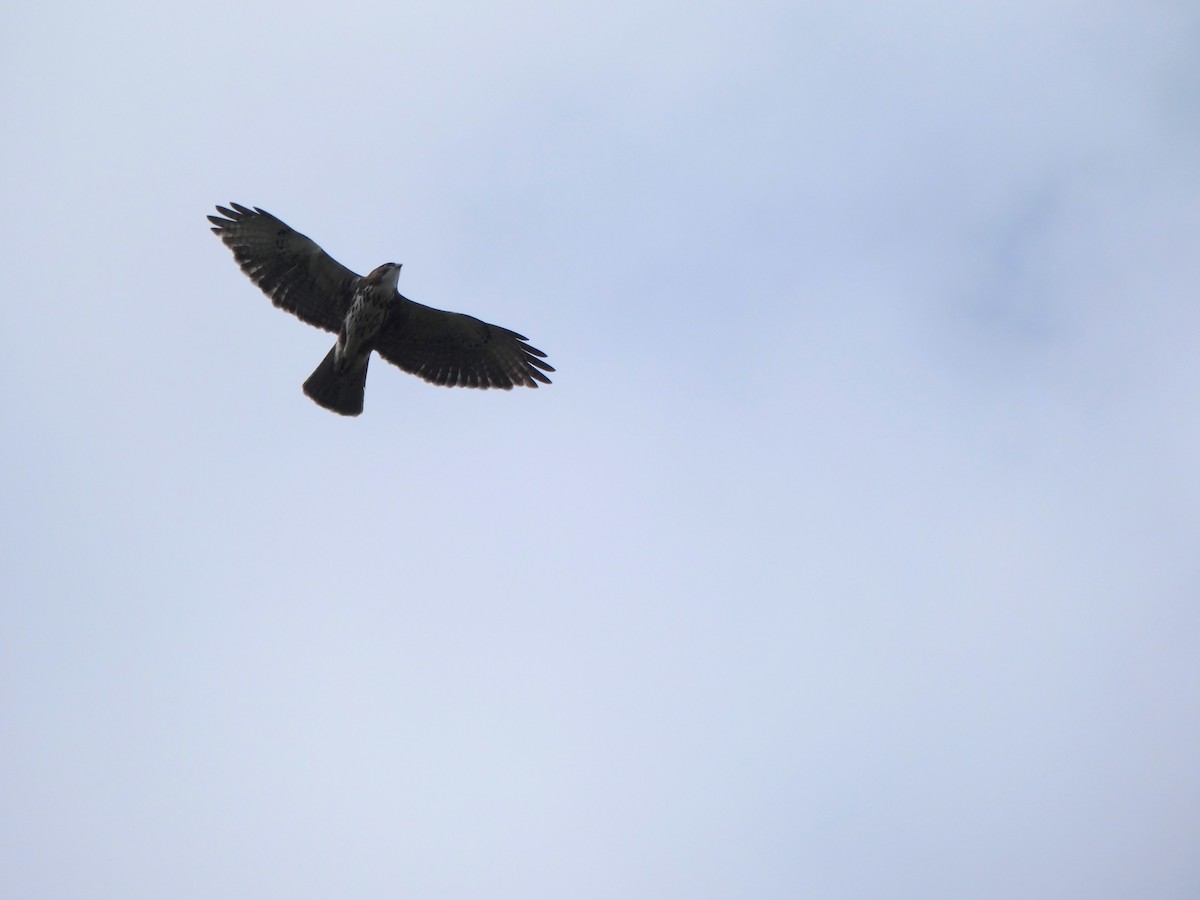 White-throated Hawk - Mauricio Urrutia