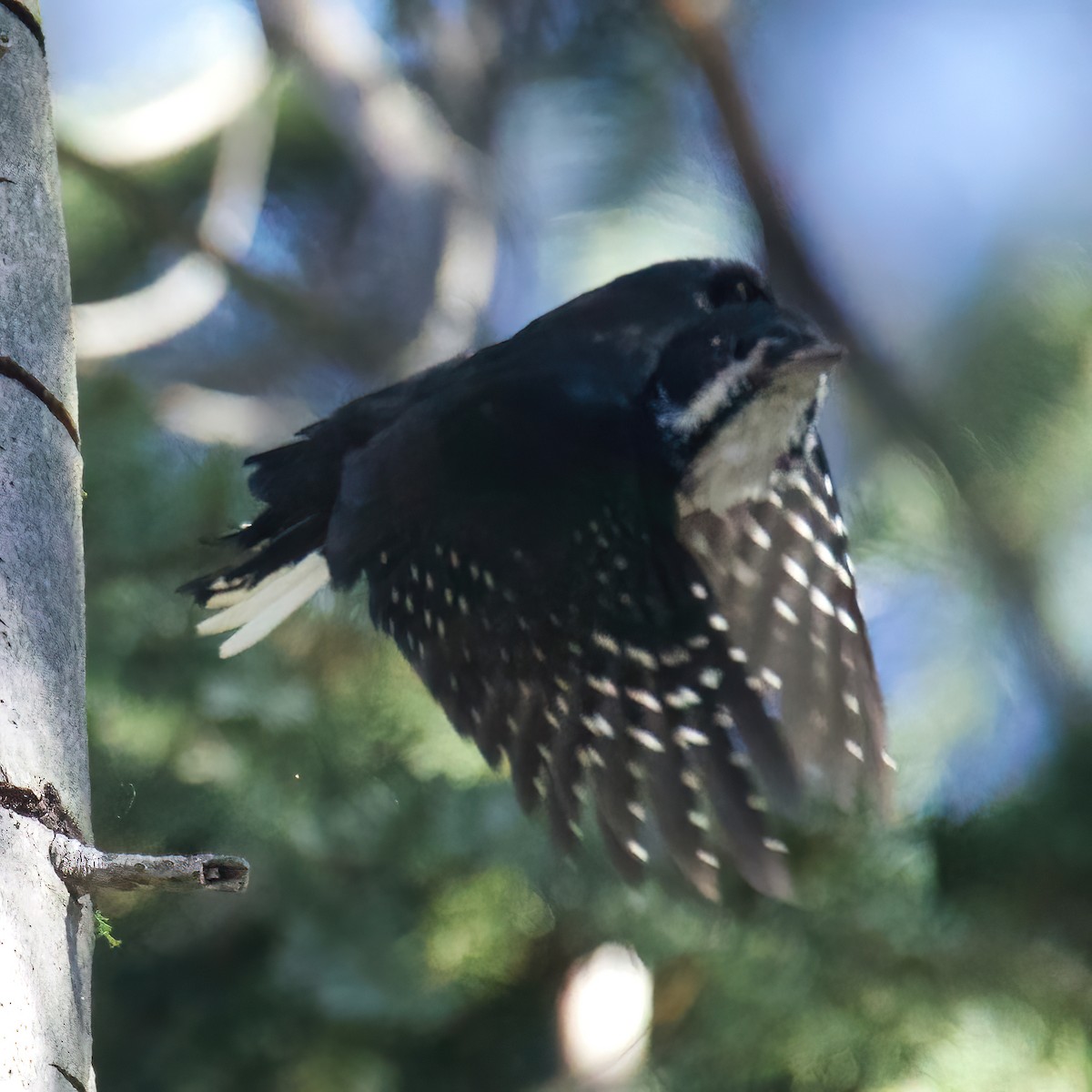 Black-backed Woodpecker - ML374029161