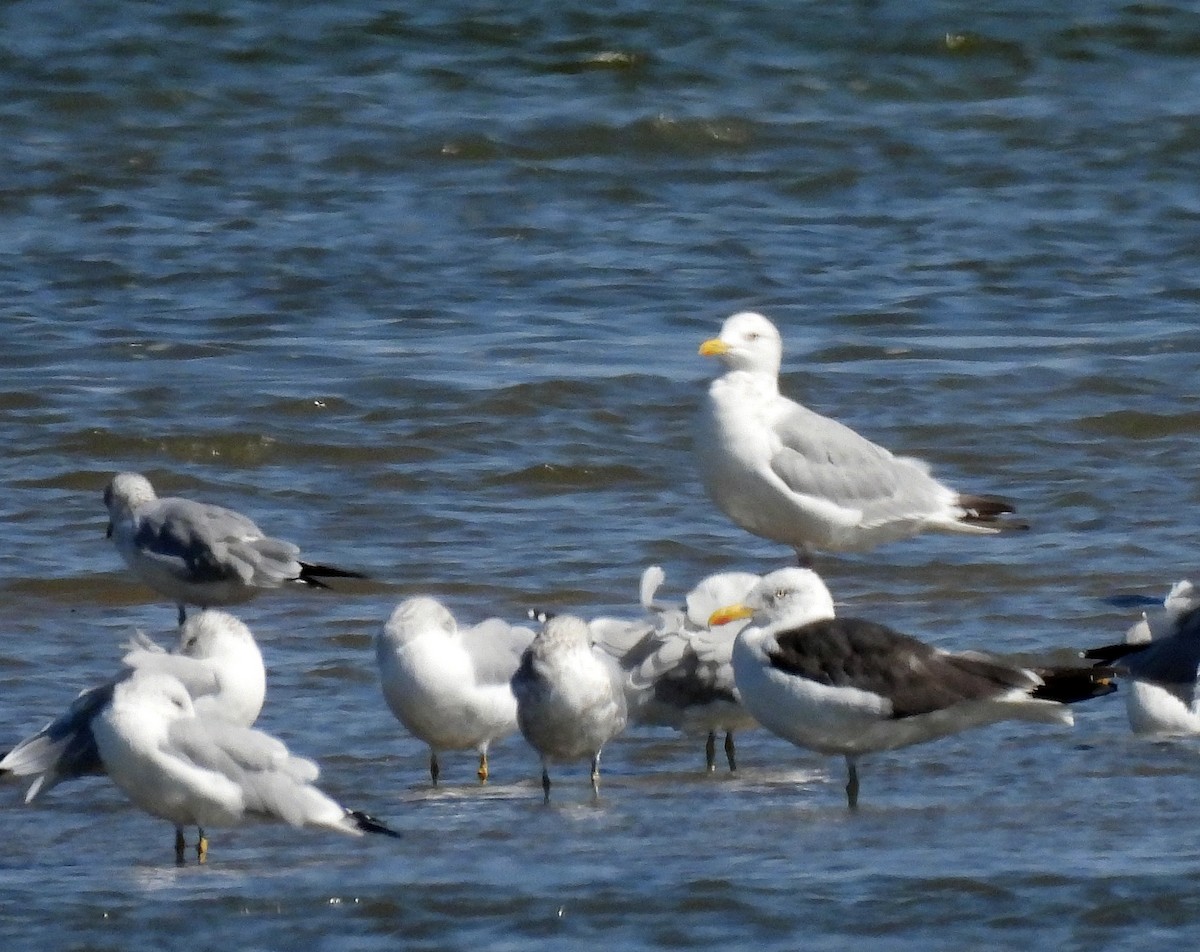 Lesser Black-backed Gull - ML374029651