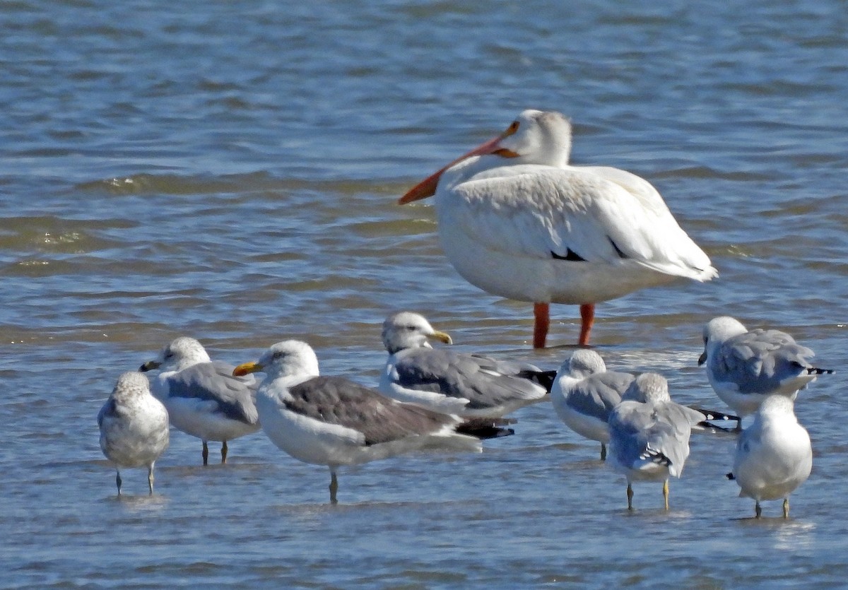 Lesser Black-backed Gull - ML374029661