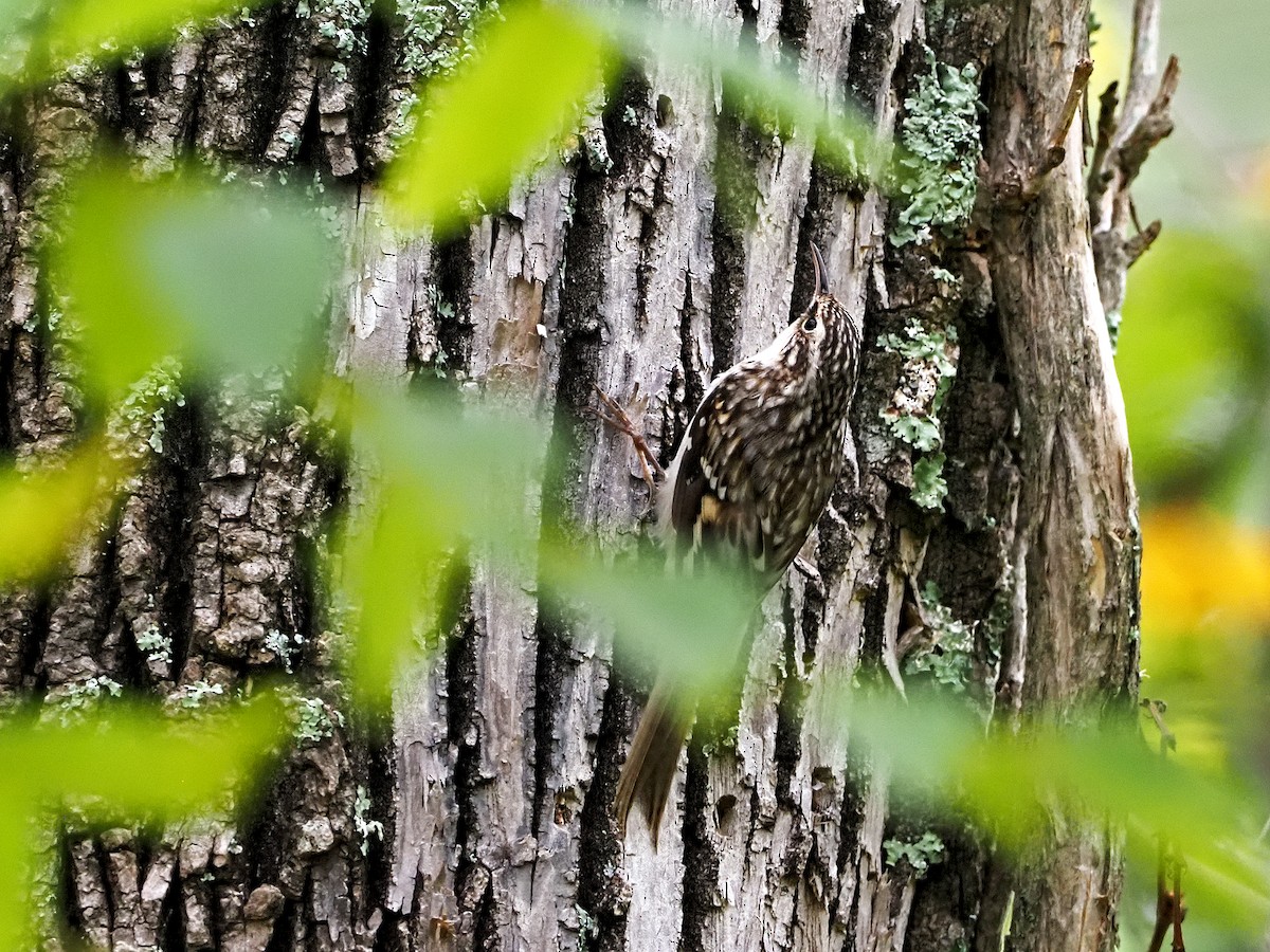 Brown Creeper - ML374031151