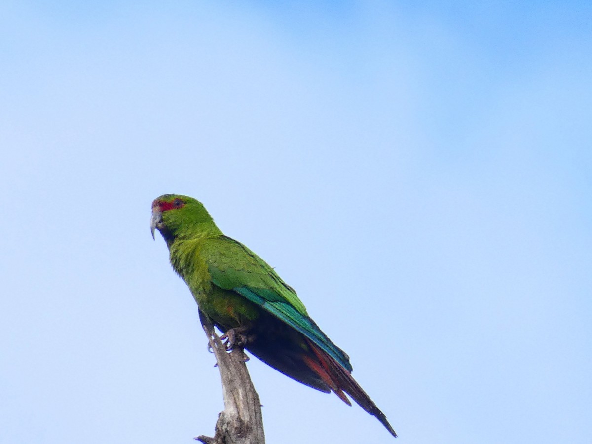Slender-billed Parakeet - Mauricio Urrutia