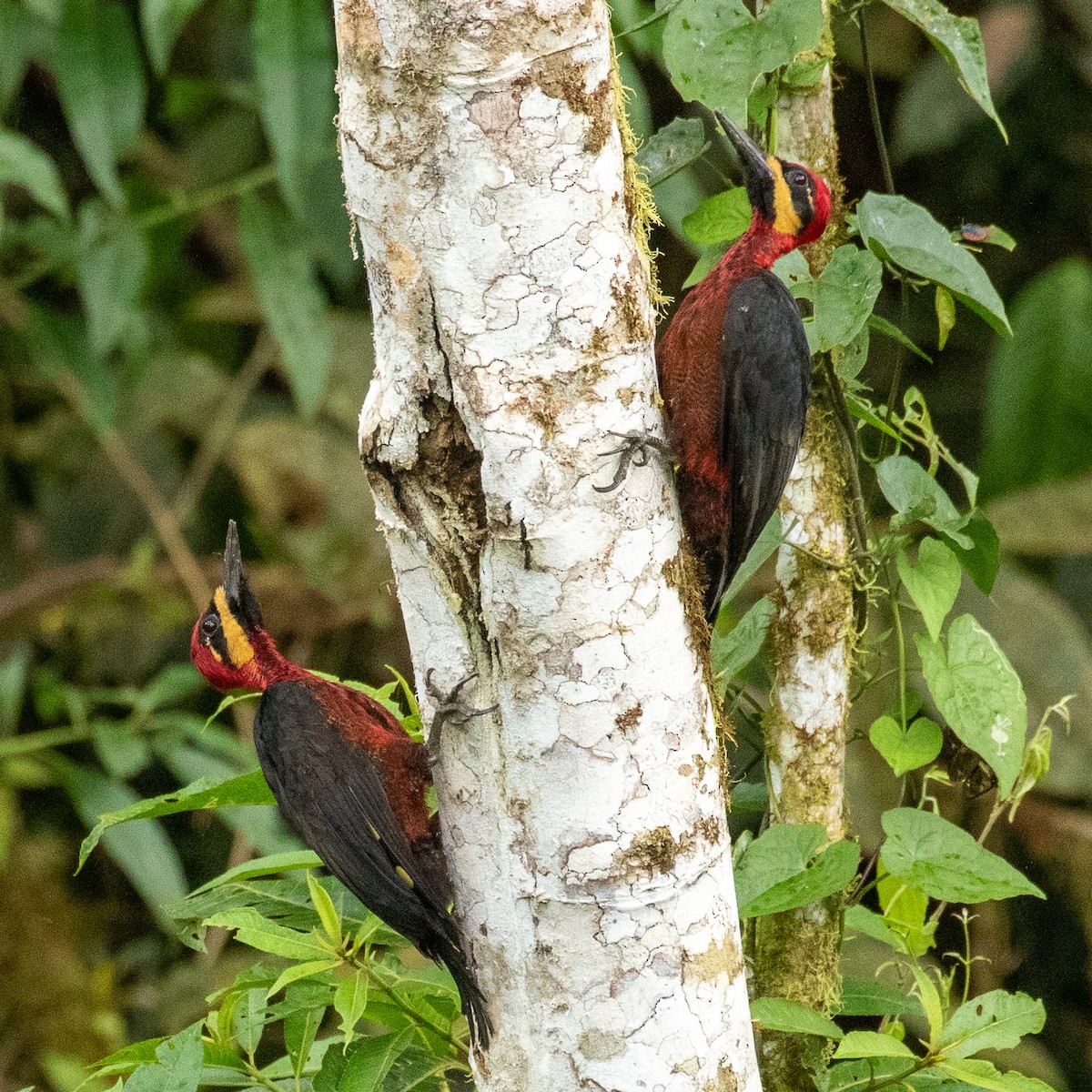 Crimson-bellied Woodpecker (Splendid) - ML374031451