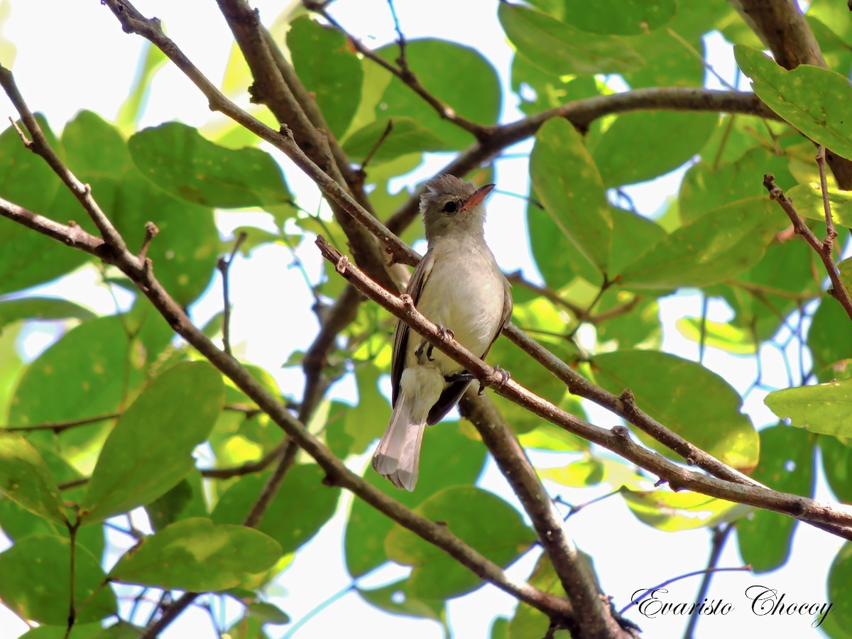 Northern Beardless-Tyrannulet - ML37403271