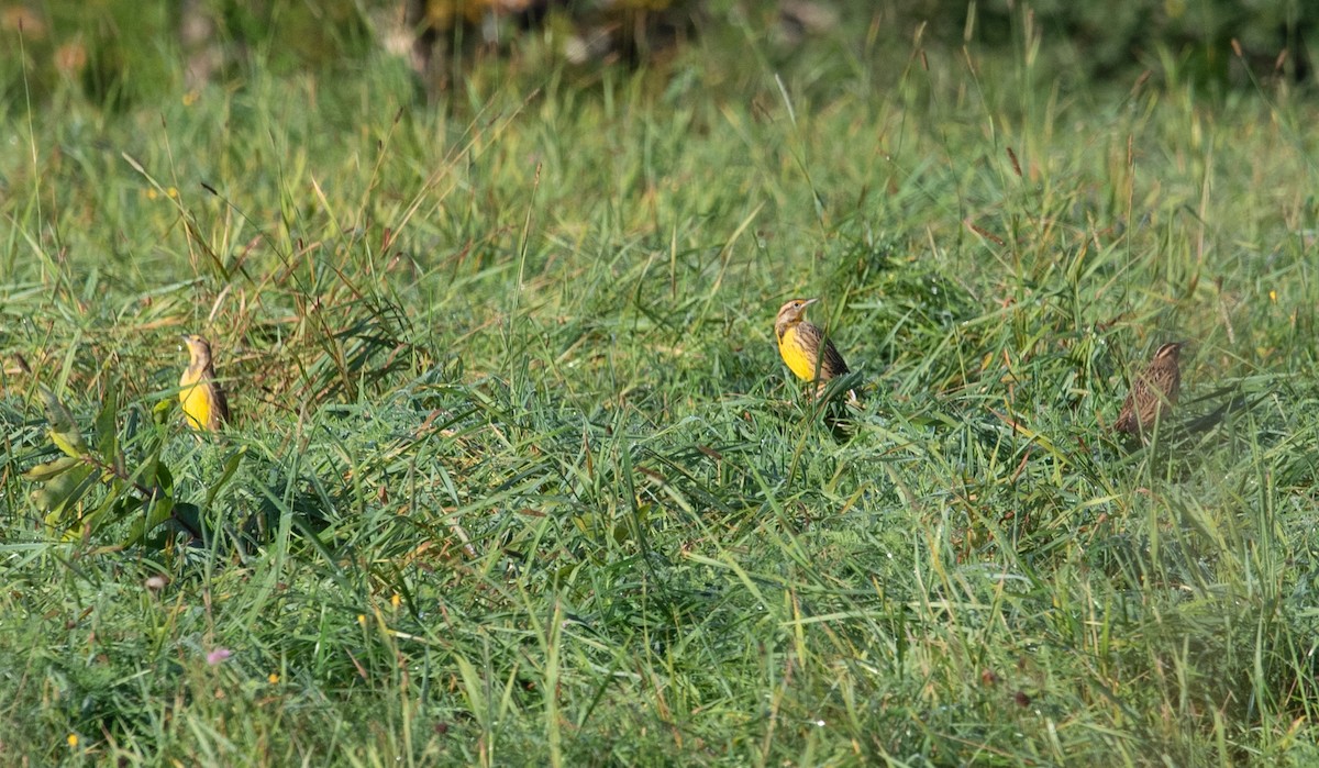 Eastern Meadowlark - ML374032721