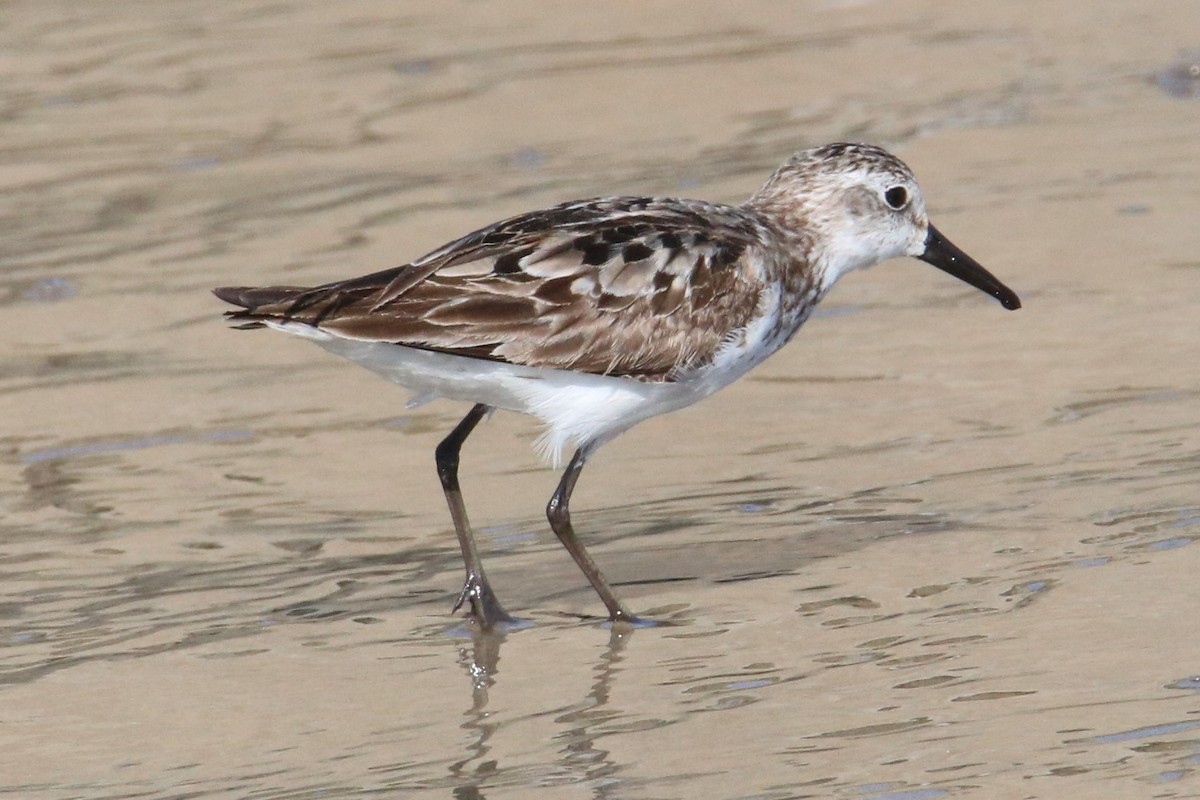 Calidris sp. (petit bécasseau sp.) - ML374034071