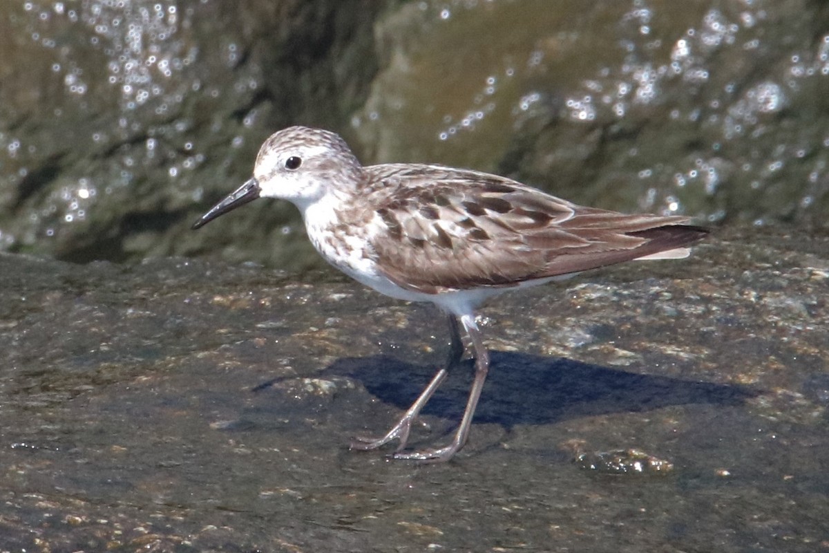 Calidris sp. (petit bécasseau sp.) - ML374034101