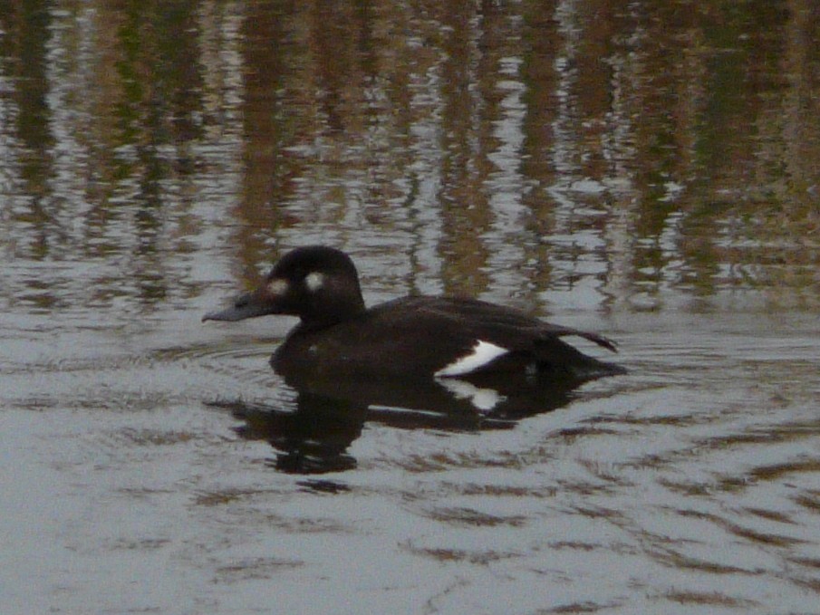 White-winged Scoter - ML37403491