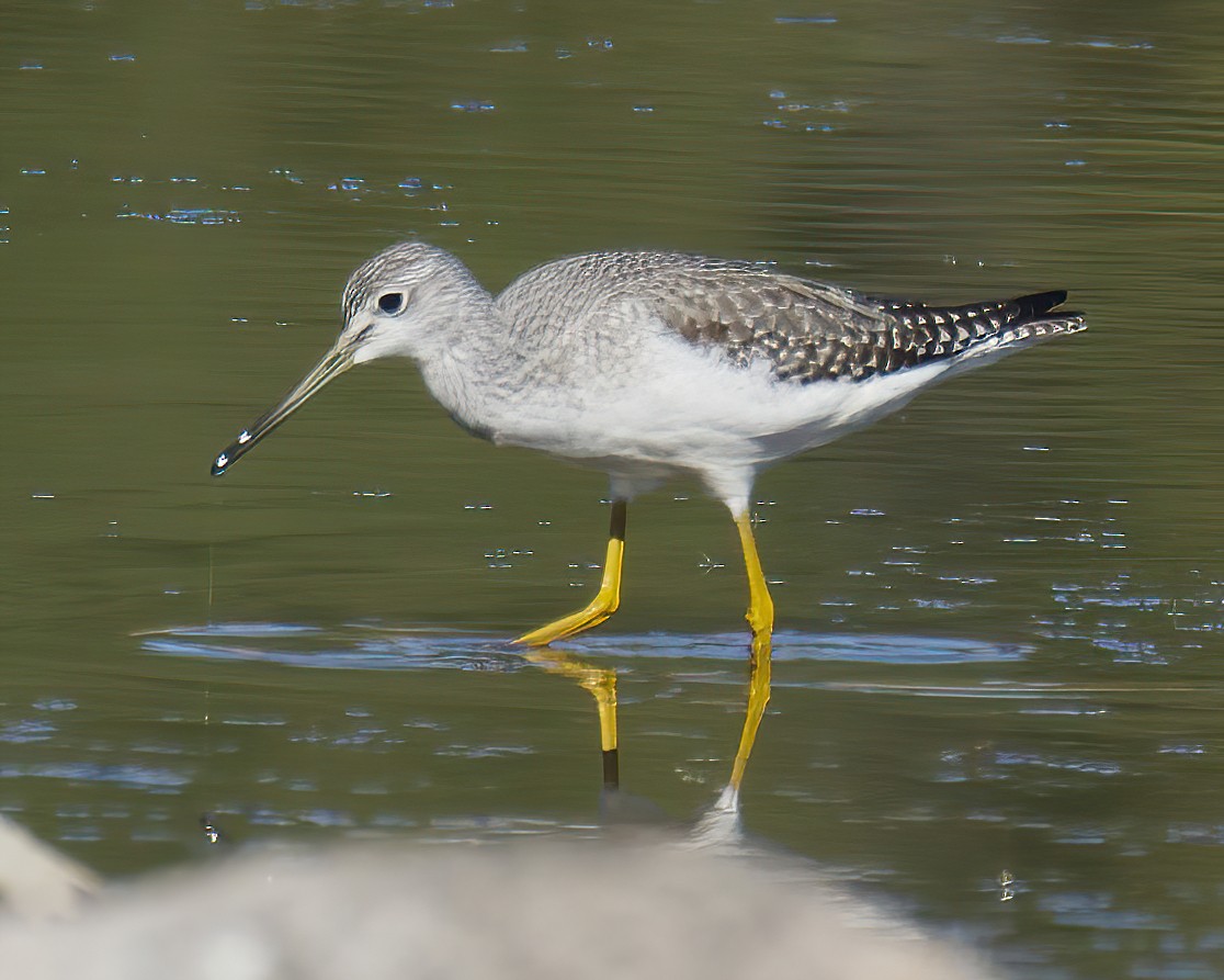 Greater Yellowlegs - ML374038471