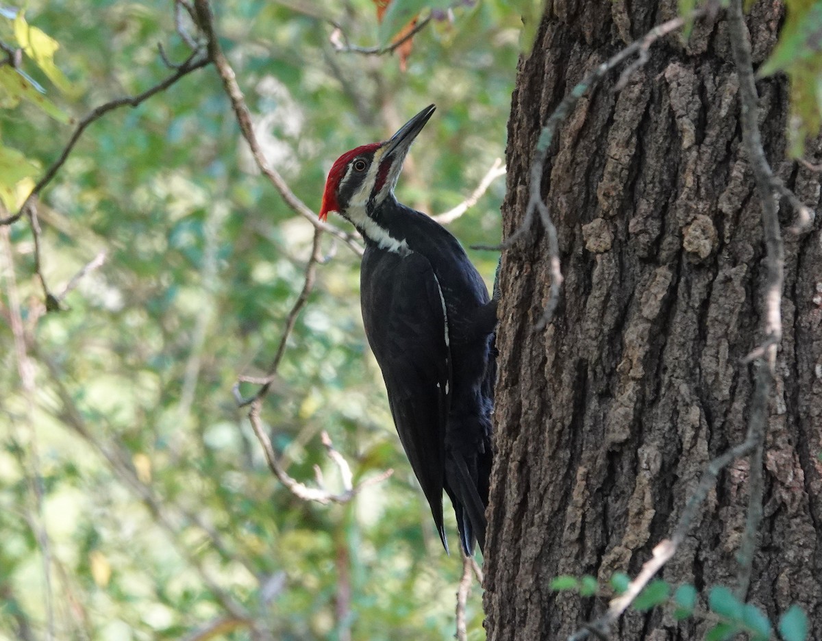 Pileated Woodpecker - ML374041531