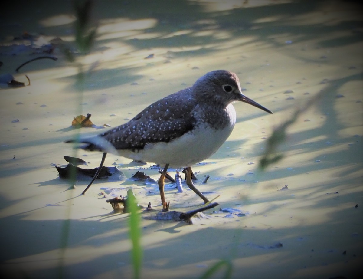 Solitary Sandpiper - ML374044111