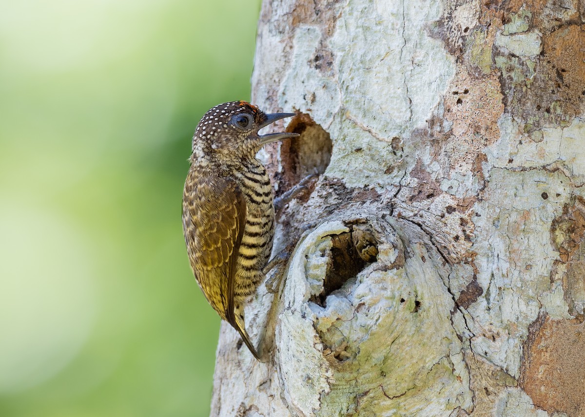 Lafresnaye's Piculet - ML374044351