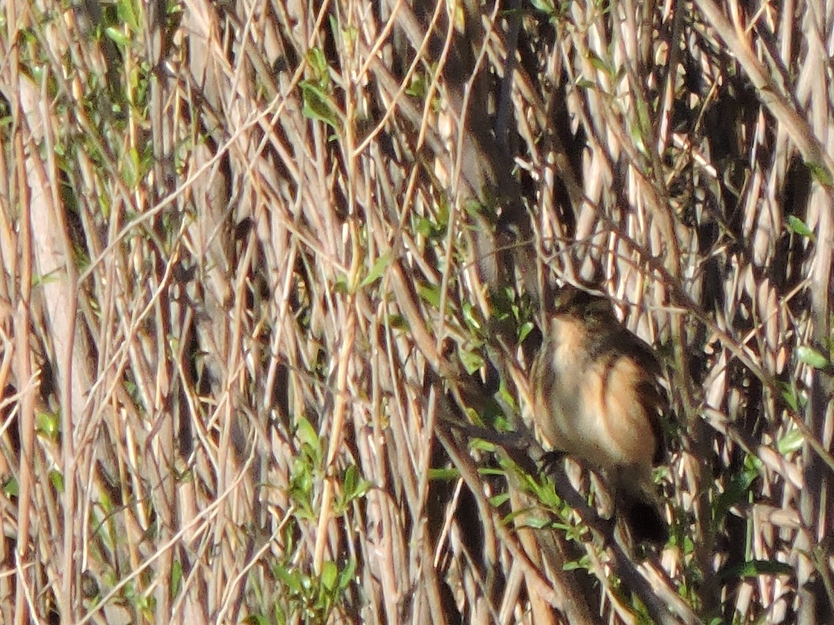 Wren-like Rushbird - Mónica  Cobelli