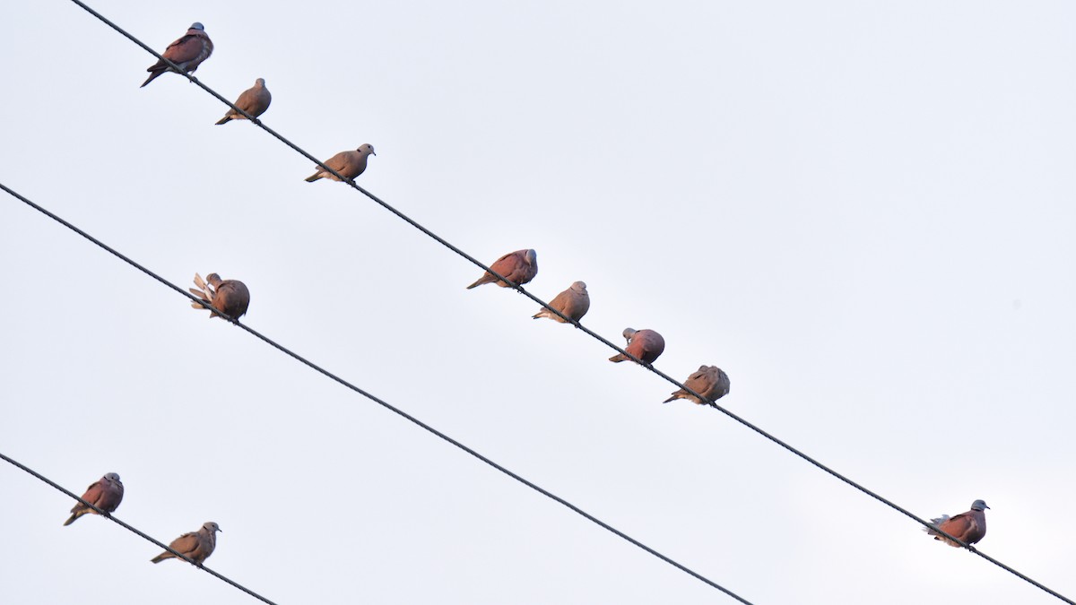 Red Collared-Dove - ML374048121