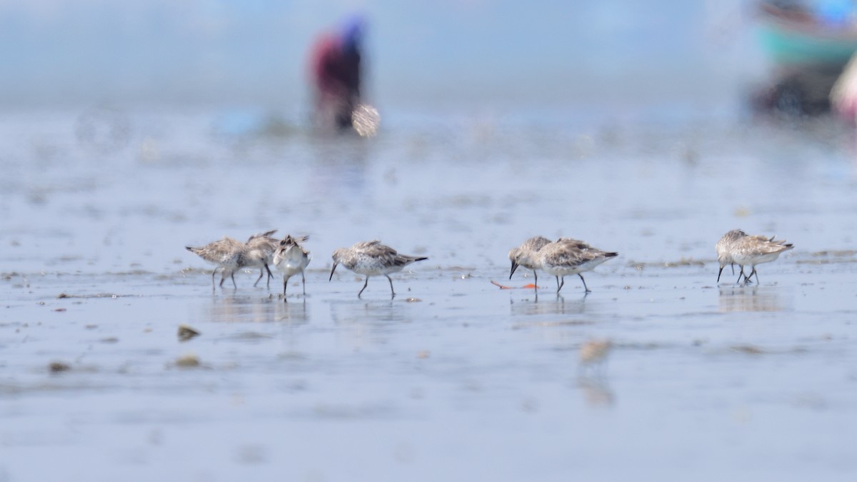 Great Knot - ML374048281