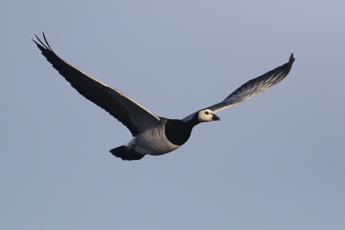 Barnacle Goose - ML374048851