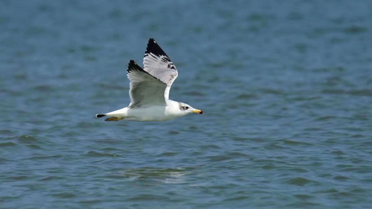 Pallas's Gull - xiwen CHEN