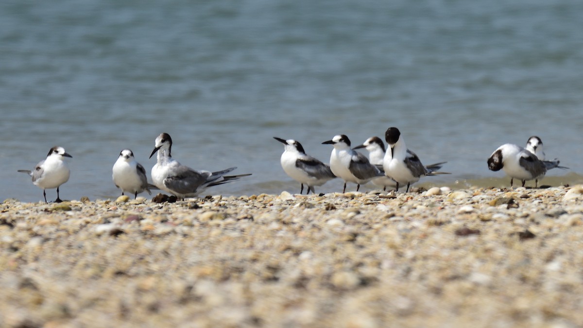 Common Tern - ML374049211