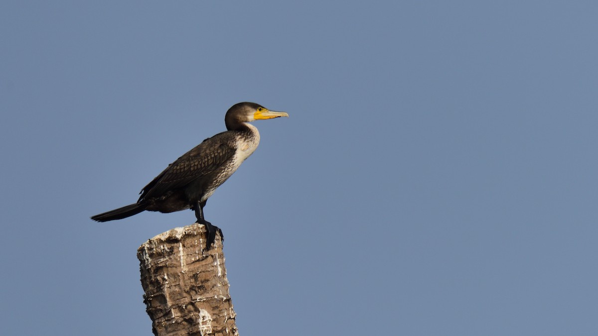 Great Cormorant - xiwen CHEN