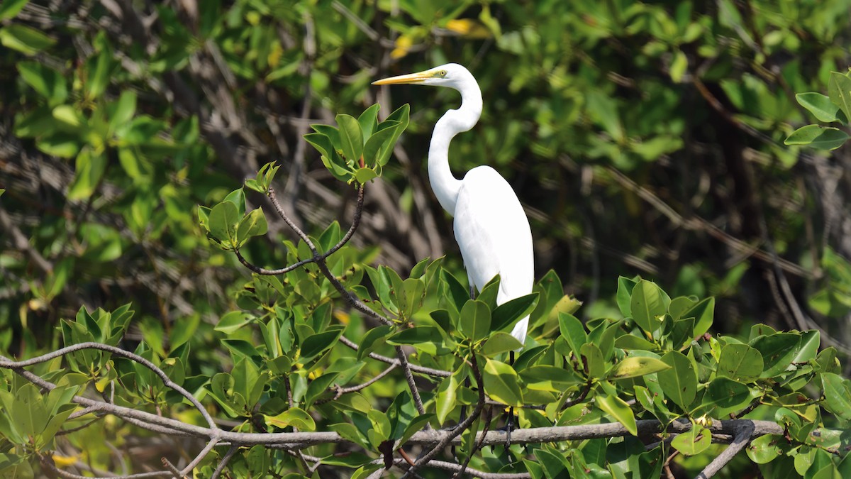 Great Egret - ML374049491