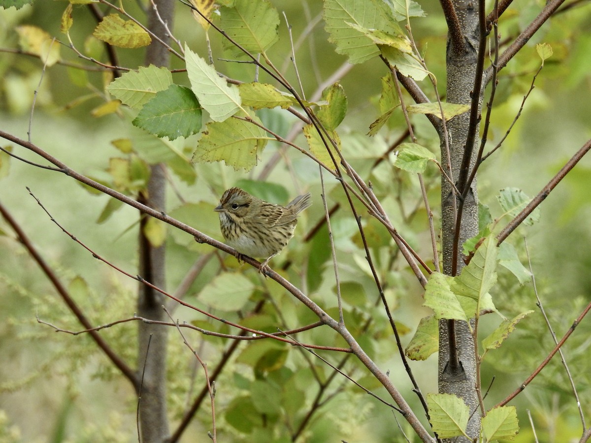 Lincoln's Sparrow - ML374049621