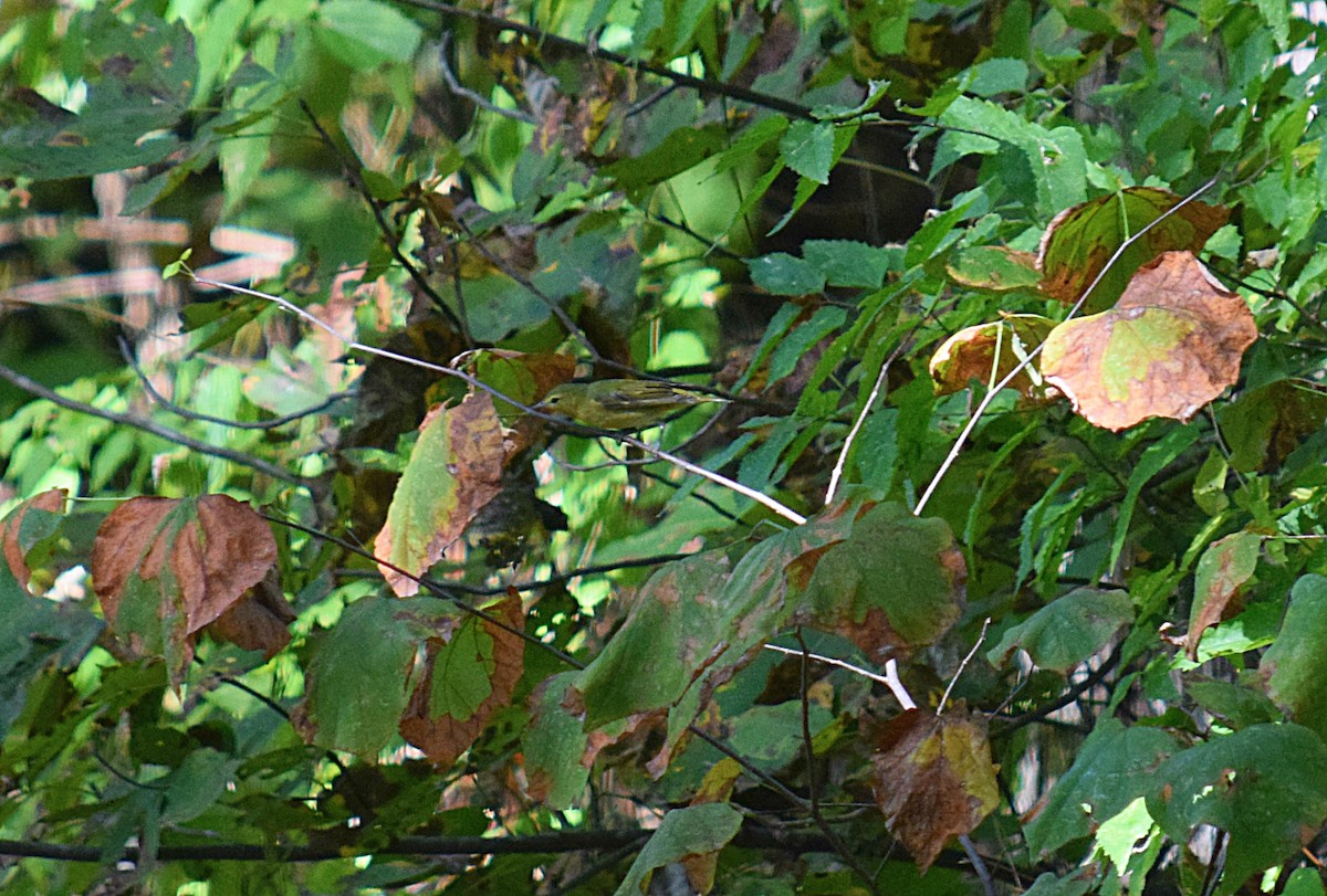 Tennessee Warbler - Hugh Barger