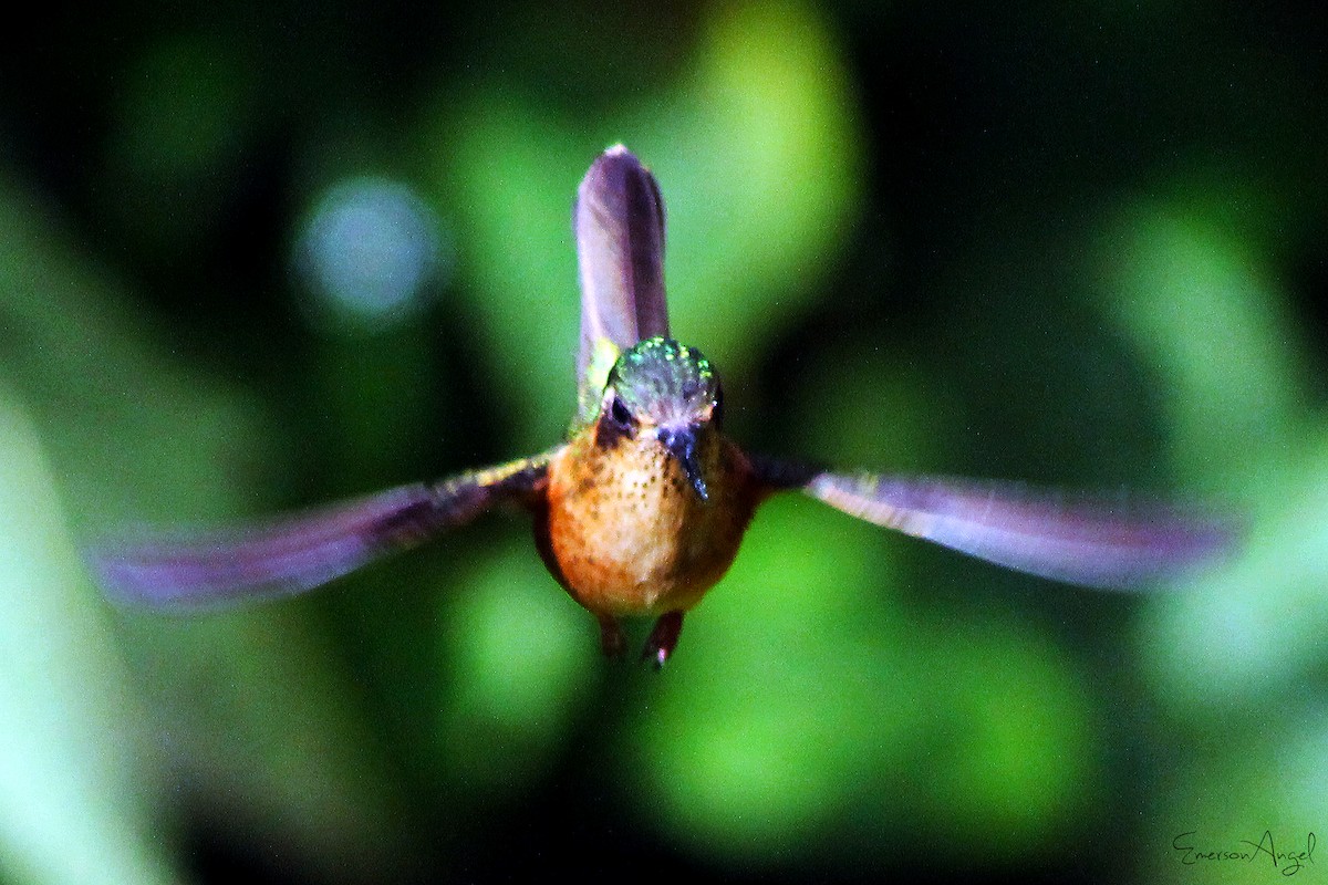 Speckled Hummingbird - ML374051011