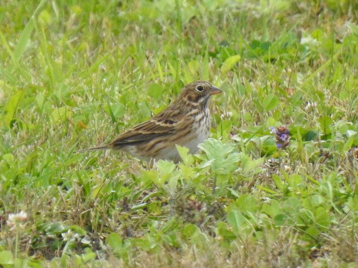 Vesper Sparrow - ML374051041