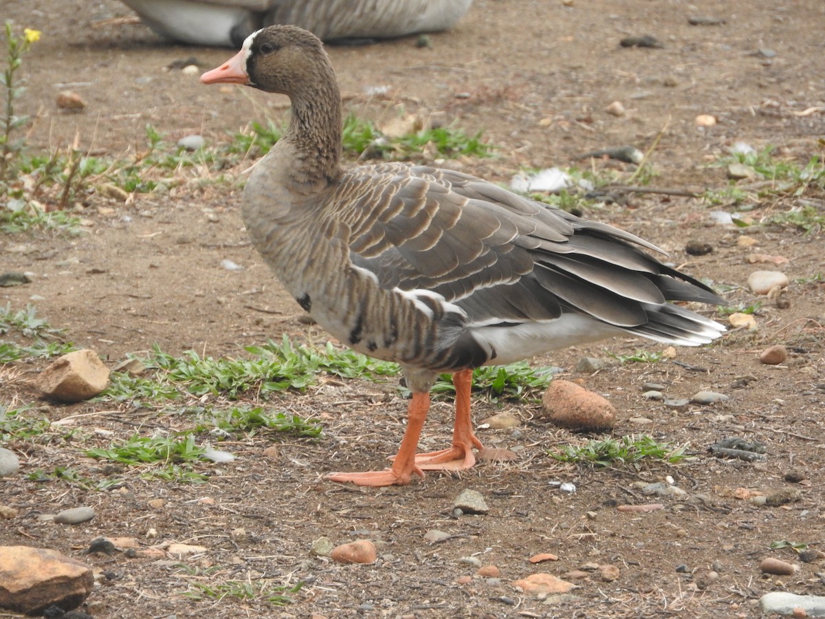 Greater White-fronted Goose - Geoffrey Helmbold