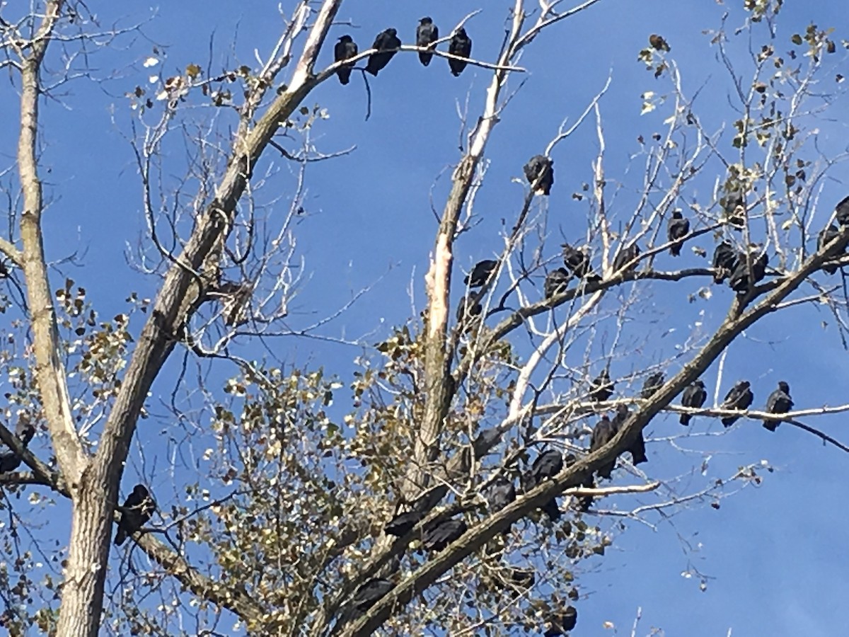 Black Vulture - ML37405171