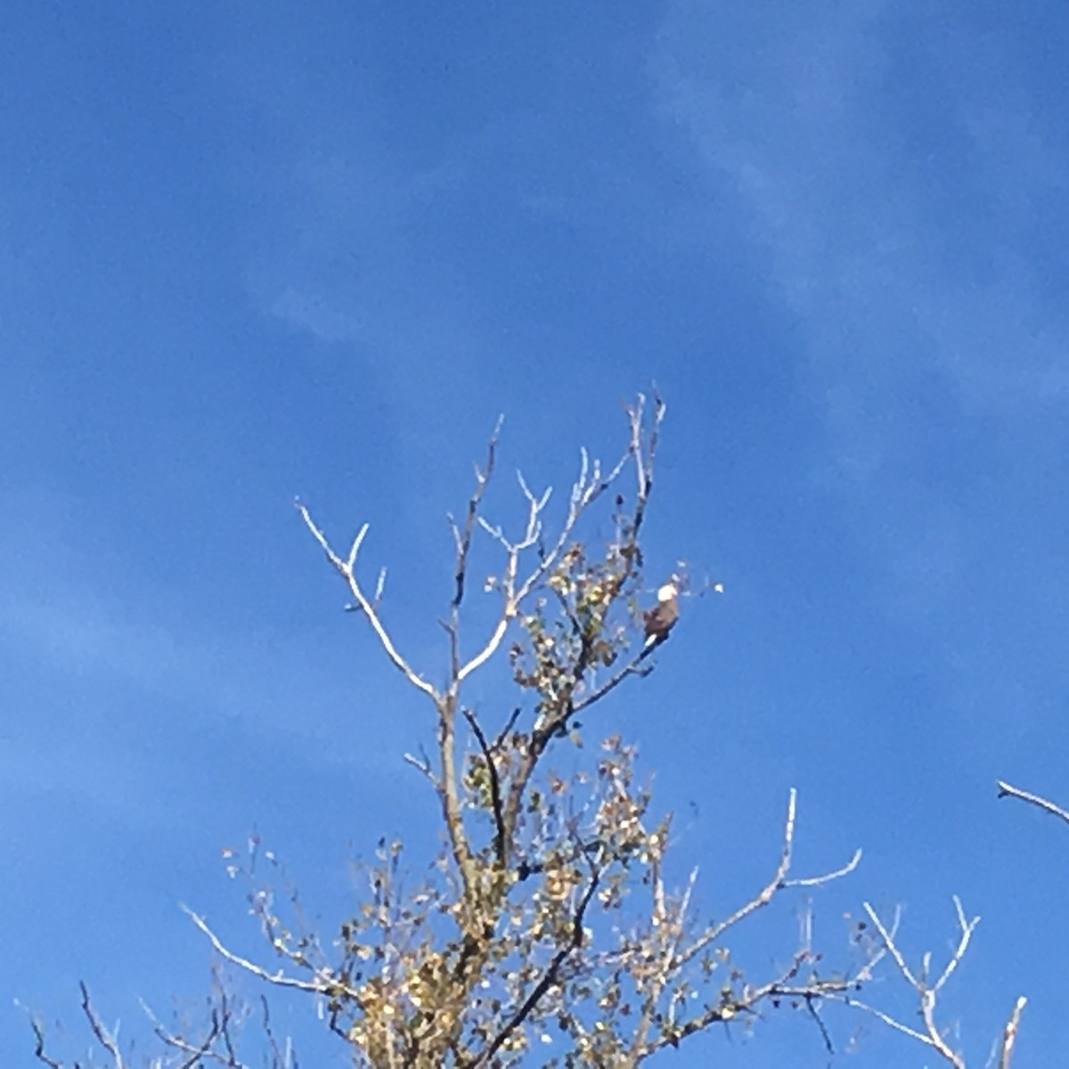 Bald Eagle - ML37405211