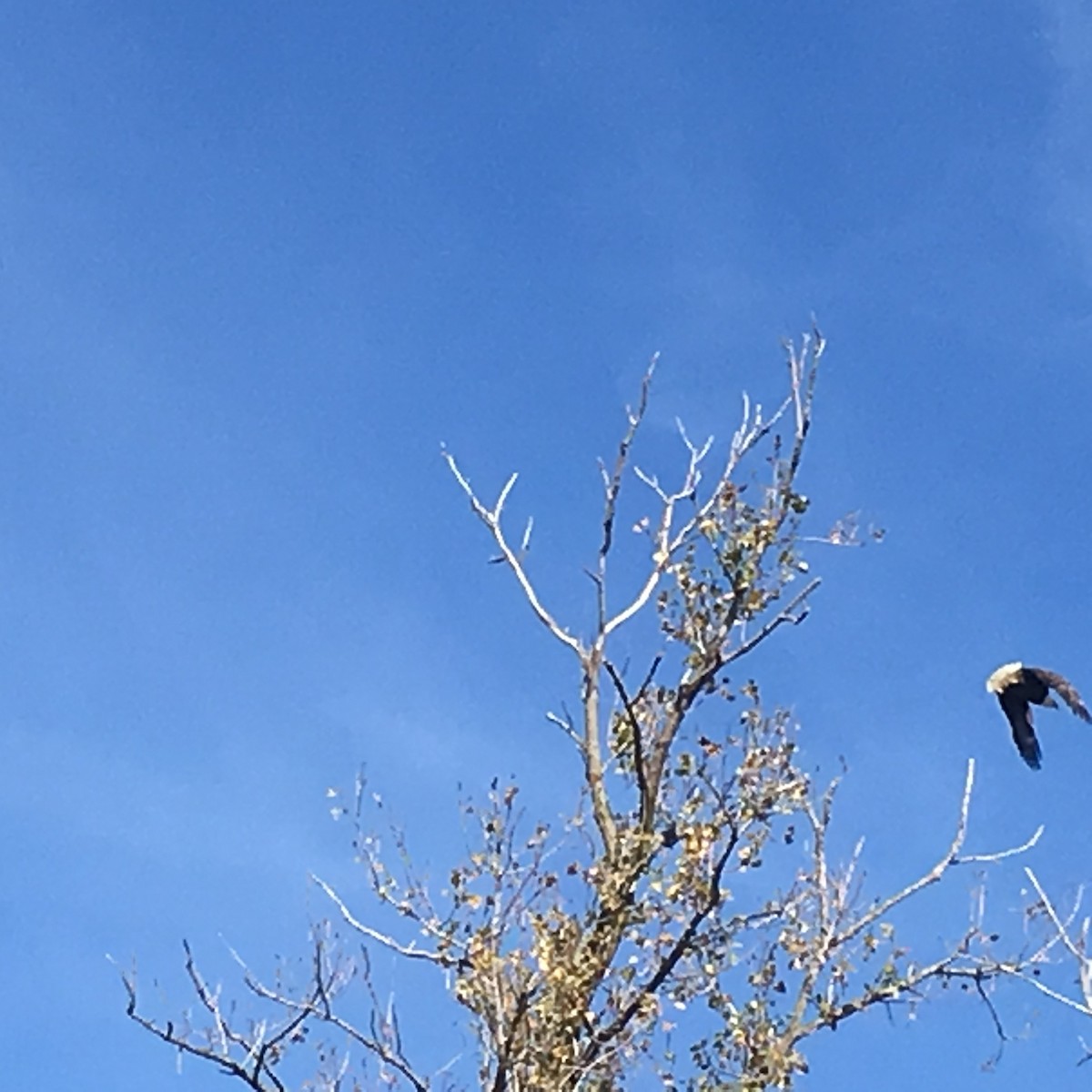 Bald Eagle - ML37405221