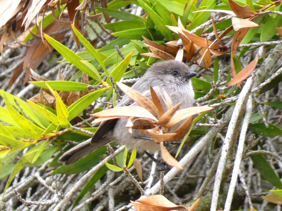 Bushtit - ML374052641