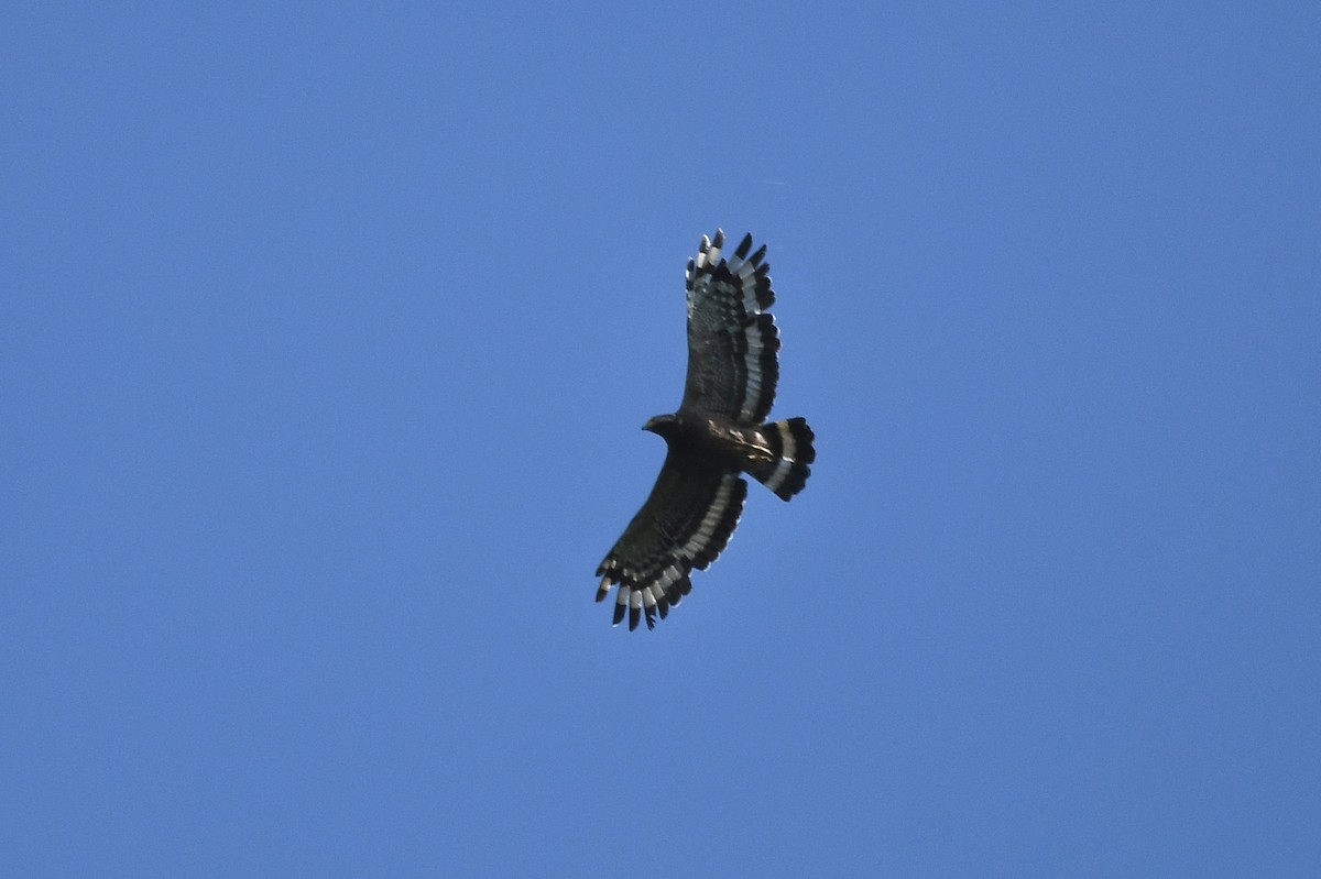 Haubenschlangenadler - ML374053071