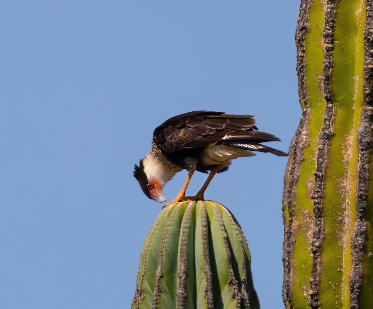 Caracara Carancho - ML374053871