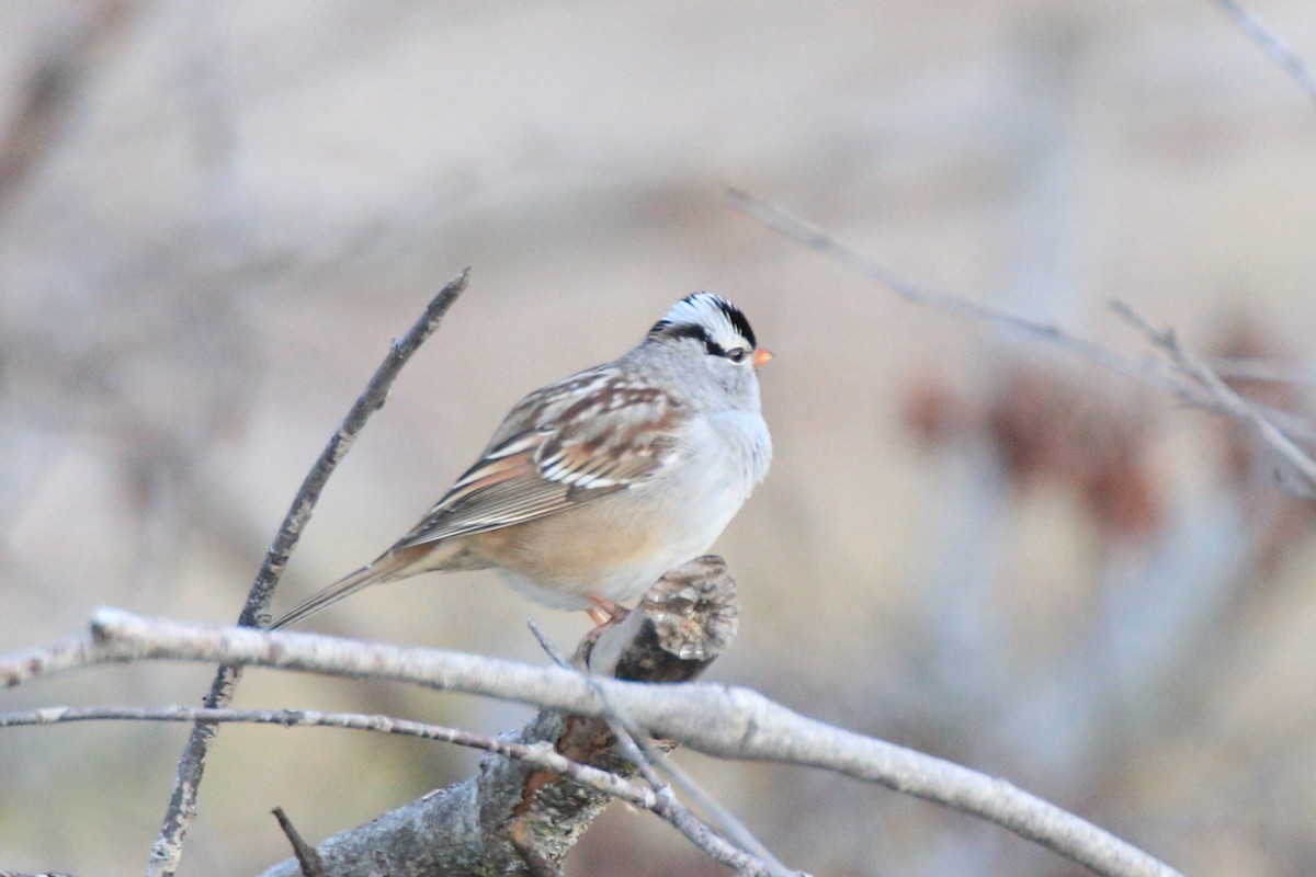 White-crowned Sparrow (leucophrys) - ML37405391