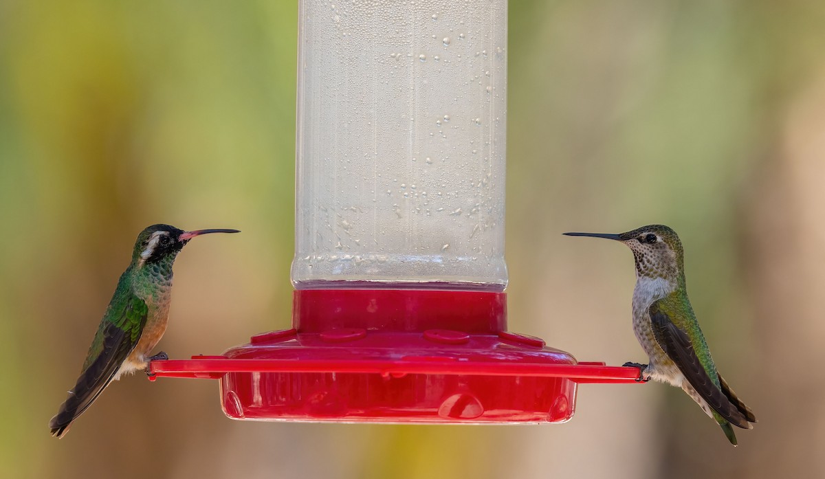 Anna's Hummingbird - ML374054281