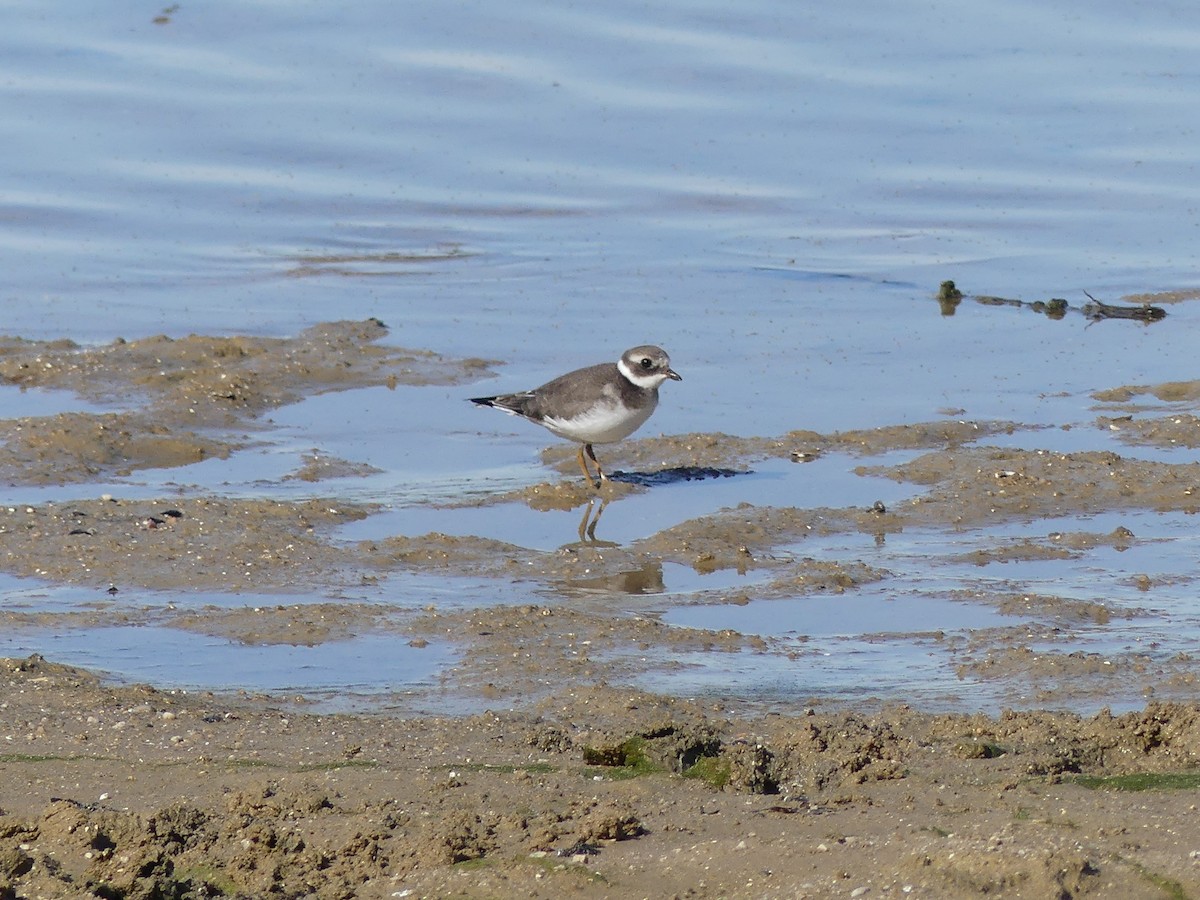 Common Ringed Plover - ML374054691