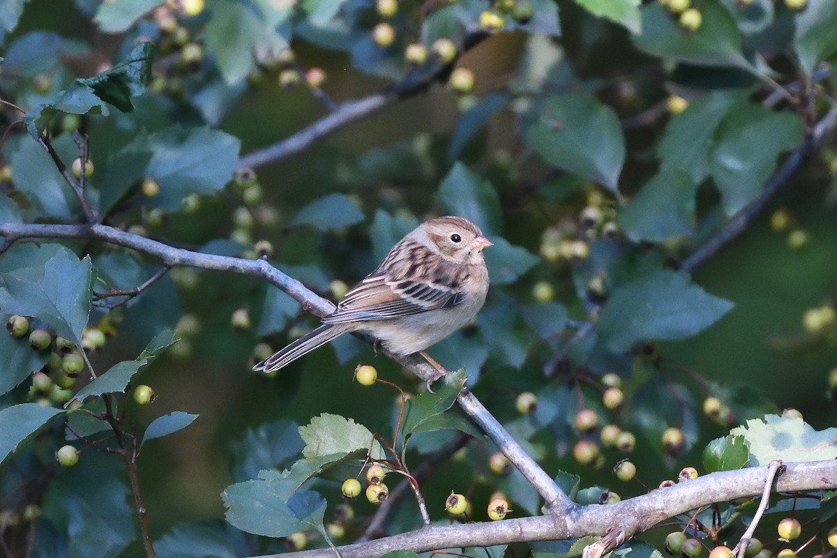Clay-colored x Field Sparrow (hybrid) - ML374055001