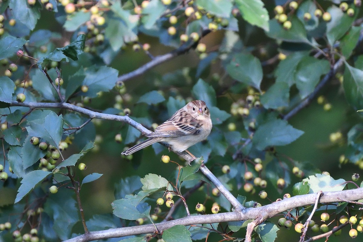 Clay-colored x Field Sparrow (hybrid) - ML374055011
