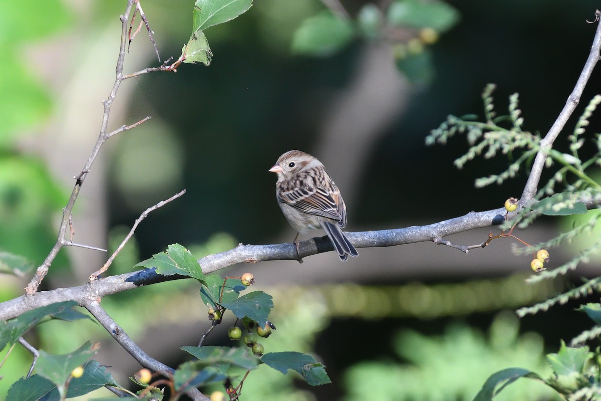 Clay-colored x Field Sparrow (hybrid) - ML374055021