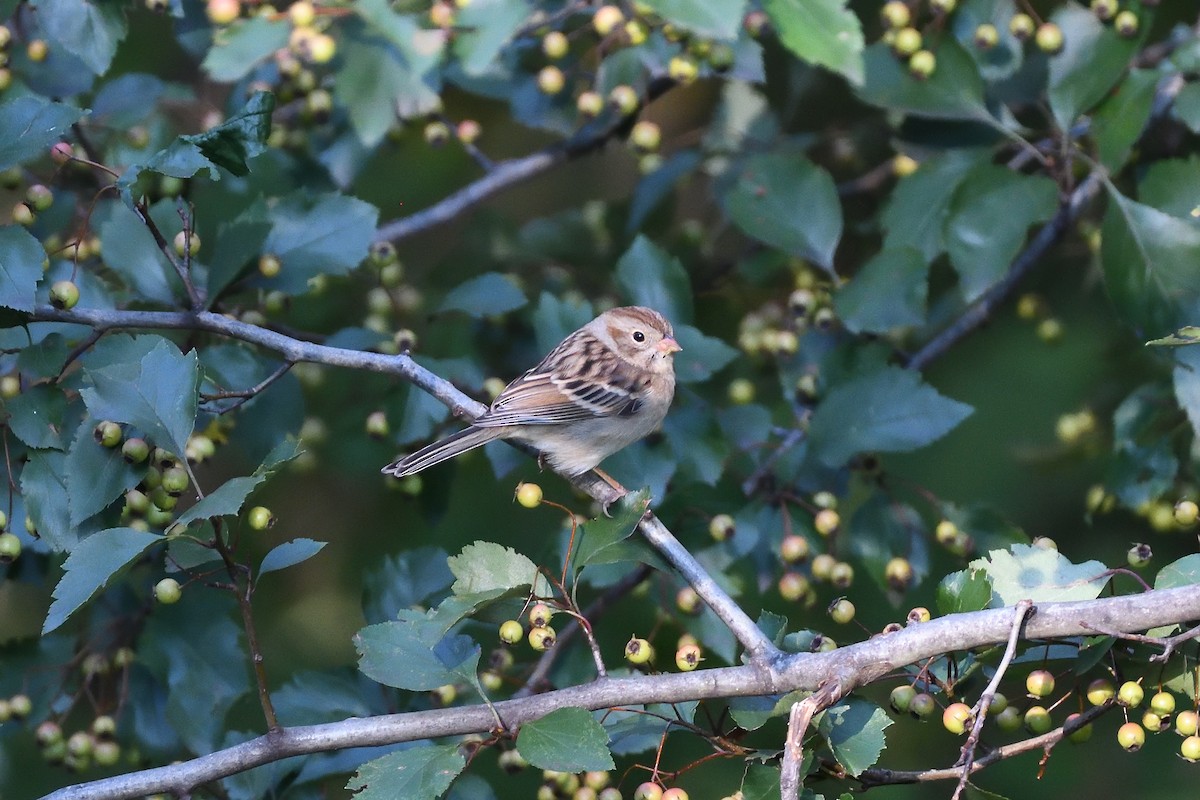 Clay-colored x Field Sparrow (hybrid) - ML374055031