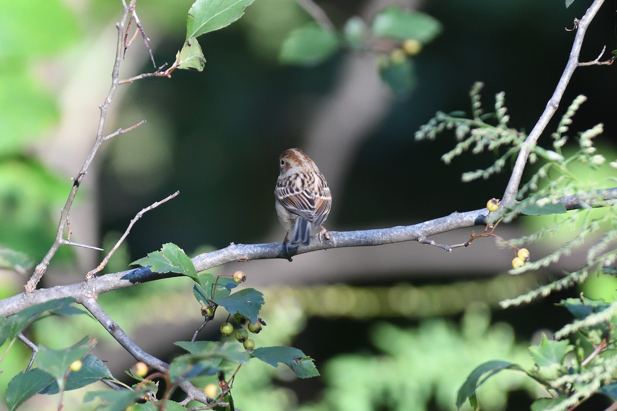 Clay-colored x Field Sparrow (hybrid) - ML374055051