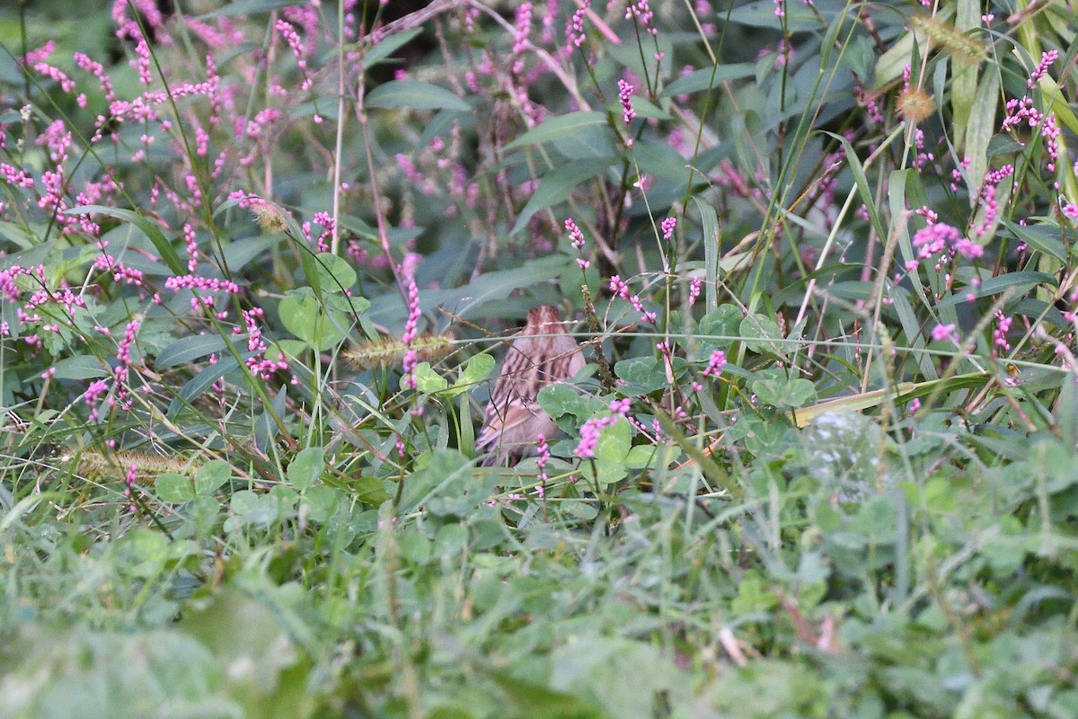 Clay-colored x Field Sparrow (hybrid) - ML374055071