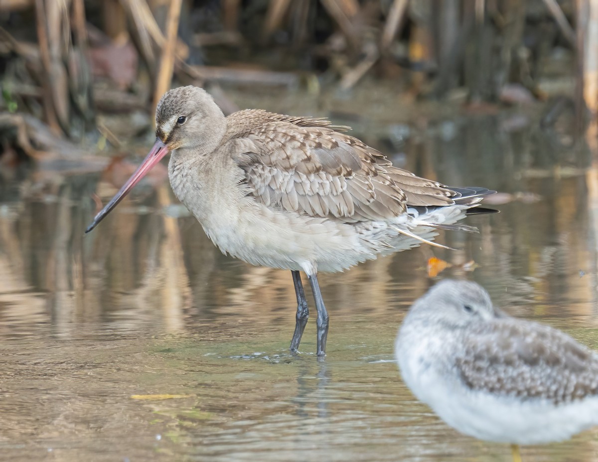 Hudsonian Godwit - Andrew Boycott